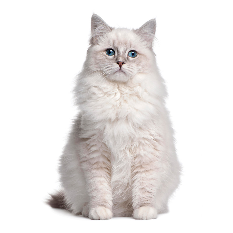 Kısırlaştırılmış