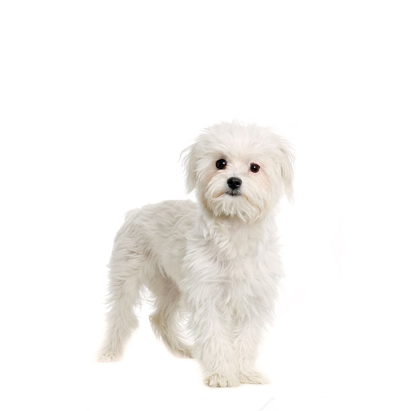 Küçük Irk Yetişkin