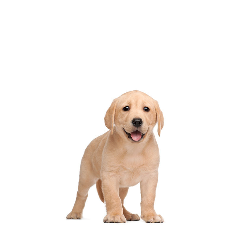 Orta ve Büyük Irk Yavru